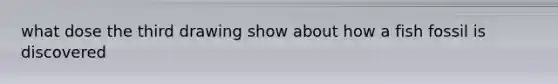 what dose the third drawing show about how a fish fossil is discovered