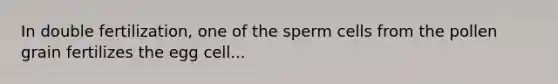 In double fertilization, one of the sperm cells from the pollen grain fertilizes the egg cell...