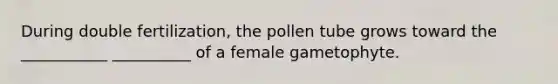 During double fertilization, the pollen tube grows toward the ___________ __________ of a female gametophyte.