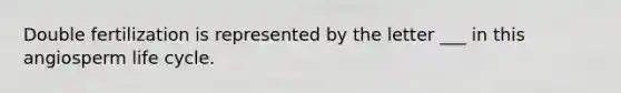 Double fertilization is represented by the letter ___ in this angiosperm life cycle.