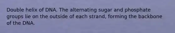 Double helix of DNA. The alternating sugar and phosphate groups lie on the outside of each strand, forming the backbone of the DNA.