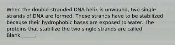 When the double stranded DNA helix is unwound, two single strands of DNA are formed. These strands have to be stabilized because their hydrophobic bases are exposed to water. The proteins that stabilize the two single strands are called Blank______.