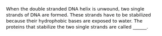 When the double stranded DNA helix is unwound, two single strands of DNA are formed. These strands have to be stabilized because their hydrophobic bases are exposed to water. The proteins that stabilize the two single strands are called ______.