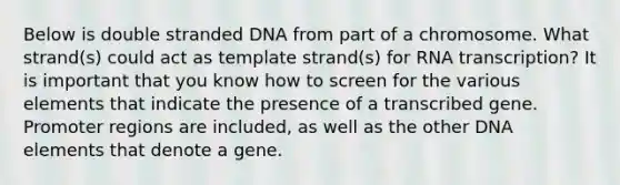 Below is double stranded DNA from part of a chromosome. What strand(s) could act as template strand(s) for RNA transcription? It is important that you know how to screen for the various elements that indicate the presence of a transcribed gene. Promoter regions are included, as well as the other DNA elements that denote a gene.