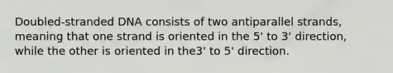 Doubled-stranded DNA consists of two antiparallel strands, meaning that one strand is oriented in the 5' to 3' direction, while the other is oriented in the3' to 5' direction.