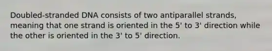 Doubled-stranded DNA consists of two antiparallel strands, meaning that one strand is oriented in the 5' to 3' direction while the other is oriented in the 3' to 5' direction.