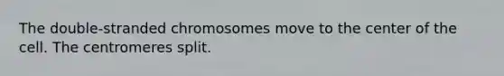 The double-stranded chromosomes move to the center of the cell. The centromeres split.