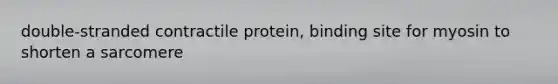 double-stranded contractile protein, binding site for myosin to shorten a sarcomere