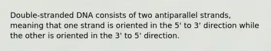 Double-stranded DNA consists of two antiparallel strands, meaning that one strand is oriented in the 5' to 3' direction while the other is oriented in the 3' to 5' direction.