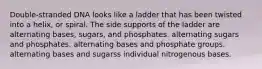 Double-stranded DNA looks like a ladder that has been twisted into a helix, or spiral. The side supports of the ladder are​ alternating bases, sugars, and phosphates. alternating sugars and phosphates. alternating bases and phosphate groups. alternating bases and sugarss individual nitrogenous bases.