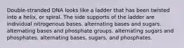 Double-stranded DNA looks like a ladder that has been twisted into a helix, or spiral. The side supports of the ladder are individual nitrogenous bases. alternating bases and sugars. alternating bases and phosphate groups. alternating sugars and phosphates. alternating bases, sugars, and phosphates.