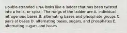 Double-stranded DNA looks like a ladder that has been twisted into a helix, or spiral. The rungs of the ladder are A. individual nitrogenous bases B. alternating bases and phosphate groups C. pairs of bases D. alternating bases, sugars, and phosphates E. alternating sugars and bases