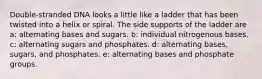 Double-stranded DNA looks a little like a ladder that has been twisted into a helix or spiral. The side supports of the ladder are a: alternating bases and sugars. b: individual nitrogenous bases. c: alternating sugars and phosphates. d: alternating bases, sugars, and phosphates. e: alternating bases and phosphate groups.