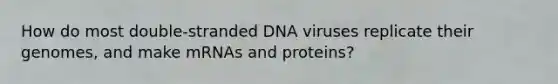 How do most double-stranded DNA viruses replicate their genomes, and make mRNAs and proteins?