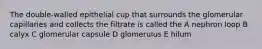 The double-walled epithelial cup that surrounds the glomerular capillaries and collects the filtrate is called the A nephron loop B calyx C glomerular capsule D glomerulus E hilum