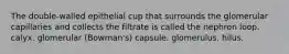 The double-walled epithelial cup that surrounds the glomerular capillaries and collects the filtrate is called the nephron loop. calyx. glomerular (Bowman's) capsule. glomerulus. hilus.