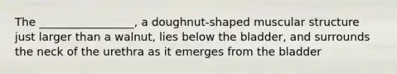 The _________________, a doughnut-shaped muscular structure just larger than a walnut, lies below the bladder, and surrounds the neck of the urethra as it emerges from the bladder