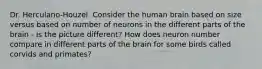 Dr. Herculano-Houzel. Consider the human brain based on size versus based on number of neurons in the different parts of the brain - is the picture different? How does neuron number compare in different parts of the brain for some birds called corvids and primates?