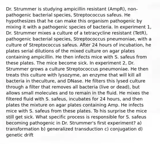 Dr. Strummer is studying ampicillin resistant (AmpR), non-pathogenic bacterial species, Streptococcus safeus. He hypothesizes that he can make this organism pathogenic by mixing it with a pathogenic species of bacteria. In experiment 1, Dr. Strummer mixes a culture of a tetracycline resistant (TetR), pathogenic bacterial species, Streptococcus pneumoniae, with a culture of Streptococcus safeus. After 24 hours of incubation, he plates serial dilutions of the mixed culture on agar plates containing ampicillin. He then infects mice with S. safeus from these plates. The mice become sick. In experiment 2, Dr. Strummer grows a culture Streptococcus pneumoniae. He then treats this culture with lysozyme, an enzyme that will kill all bacteria in theculture, and DNase. He filters this lysed culture through a filter that removes all bacteria (live or dead), but allows small molecules and to remain in the fluid. He mixes the filtered fluid with S. safeus, incubates for 24 hours, and then plates the mixture on agar plates containing Amp. He infects mice with S. safeus from these plates. To his surprise the mice still get sick. What specific process is responsible for S. safeus becoming pathogenic in Dr. Strummer's first experiment? a) transformation b) generalized transduction c) conjugation d) genetic drift