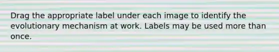 Drag the appropriate label under each image to identify the evolutionary mechanism at work. Labels may be used more than once.