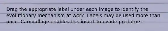 Drag the appropriate label under each image to identify the evolutionary mechanism at work. Labels may be used more than once. Camouflage enables this insect to evade predators-