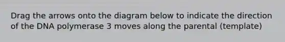Drag the arrows onto the diagram below to indicate the direction of the DNA polymerase 3 moves along the parental (template)