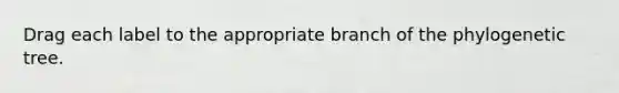 Drag each label to the appropriate branch of the phylogenetic tree.