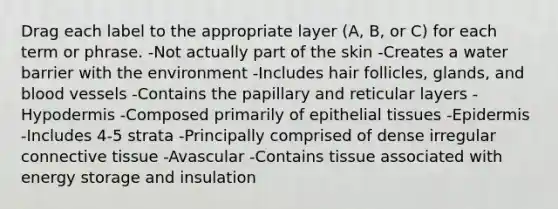 Drag each label to the appropriate layer (A, B, or C) for each term or phrase. -Not actually part of the skin -Creates a water barrier with the environment -Includes hair follicles, glands, and blood vessels -Contains the papillary and reticular layers -Hypodermis -Composed primarily of epithelial tissues -Epidermis -Includes 4-5 strata -Principally comprised of dense irregular connective tissue -Avascular -Contains tissue associated with energy storage and insulation