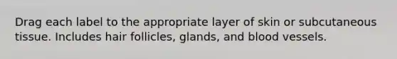 Drag each label to the appropriate layer of skin or subcutaneous tissue. Includes hair follicles, glands, and blood vessels.