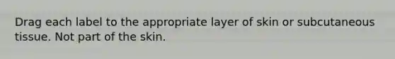 Drag each label to the appropriate layer of skin or subcutaneous tissue. Not part of the skin.