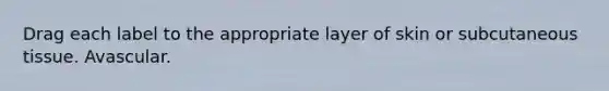 Drag each label to the appropriate layer of skin or subcutaneous tissue. Avascular.