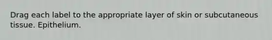 Drag each label to the appropriate layer of skin or subcutaneous tissue. Epithelium.