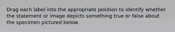 Drag each label into the appropriate position to identify whether the statement or image depicts something true or false about the specimen pictured below.