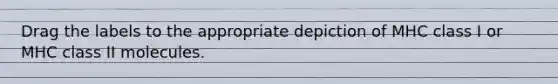 Drag the labels to the appropriate depiction of MHC class I or MHC class II molecules.