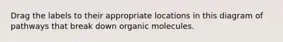 Drag the labels to their appropriate locations in this diagram of pathways that break down organic molecules.