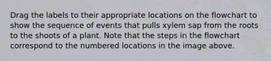 Drag the labels to their appropriate locations on the flowchart to show the sequence of events that pulls xylem sap from the roots to the shoots of a plant. Note that the steps in the flowchart correspond to the numbered locations in the image above.