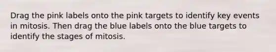 Drag the pink labels onto the pink targets to identify key events in mitosis. Then drag the blue labels onto the blue targets to identify the stages of mitosis.