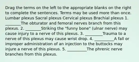 Drag the terms on the left to the appropriate blanks on the right to complete the sentences. Terms may be used more than once. Lumbar plexus Sacral plexus Cervical plexus Brachial plexus 1. ________The obturator and femoral nerves branch from this plexus. 2. ________Striking the "funny bone" (ulnar nerve) may cause injury to a nerve of this plexus. 3. _________Trauma to a nerve of this plexus may cause wrist drop. 4. __________A fall or improper administration of an injection to the buttocks may injure a nerve of this plexus. 5. __________The phrenic nerve branches from this plexus.