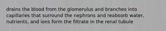 drains the blood from the glomerulus and branches into capillaries that surround the nephrons and reabsorb water, nutrients, and ions form the filtrate in the renal tubule