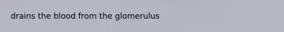 drains the blood from the glomerulus