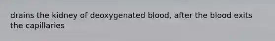 drains the kidney of deoxygenated blood, after the blood exits the capillaries