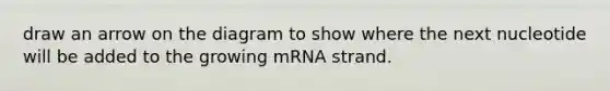 draw an arrow on the diagram to show where the next nucleotide will be added to the growing mRNA strand.