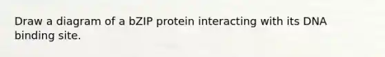 Draw a diagram of a bZIP protein interacting with its DNA binding site.