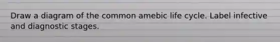 Draw a diagram of the common amebic life cycle. Label infective and diagnostic stages.