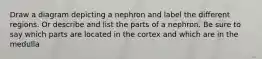 Draw a diagram depicting a nephron and label the different regions. Or describe and list the parts of a nephron. Be sure to say which parts are located in the cortex and which are in the medulla