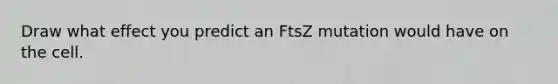 Draw what effect you predict an FtsZ mutation would have on the cell.