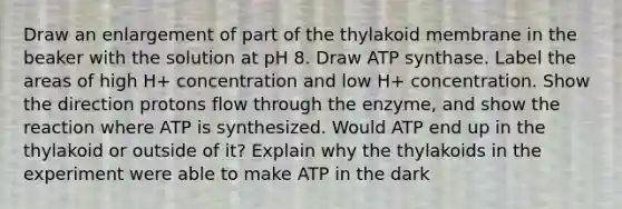 Draw an enlargement of part of the thylakoid membrane in the beaker with the solution at pH 8. Draw ATP synthase. Label the areas of high H+ concentration and low H+ concentration. Show the direction protons flow through the enzyme, and show the reaction where ATP is synthesized. Would ATP end up in the thylakoid or outside of it? Explain why the thylakoids in the experiment were able to make ATP in the dark