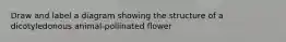 Draw and label a diagram showing the structure of a dicotyledonous animal-pollinated flower