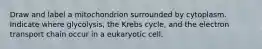 Draw and label a mitochondrion surrounded by cytoplasm. Indicate where glycolysis, the Krebs cycle, and the electron transport chain occur in a eukaryotic cell.