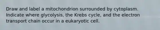 Draw and label a mitochondrion surrounded by cytoplasm. Indicate where glycolysis, the Krebs cycle, and the electron transport chain occur in a eukaryotic cell.